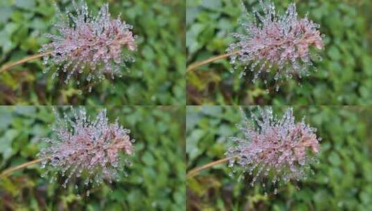 草花上的水珠露水虚化背景高清在线视频素材下载