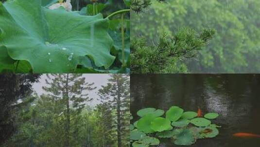 4K雨后自然风景合集慢镜头湿地高清在线视频素材下载