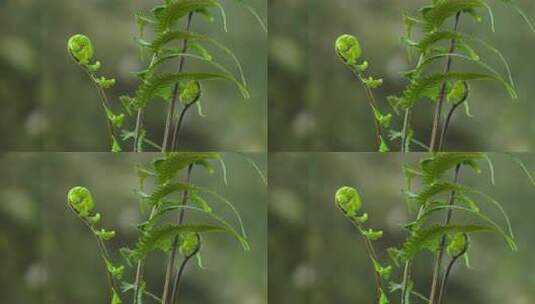 蕨类植物生长延时4k60帧高清在线视频素材下载