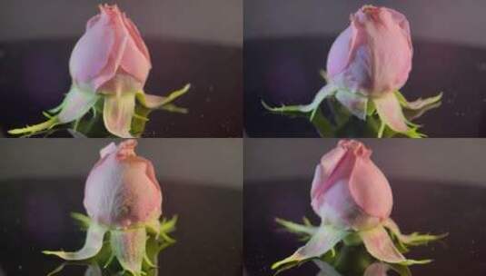 花苞玫瑰花蕾520鲜花 (2)高清在线视频素材下载