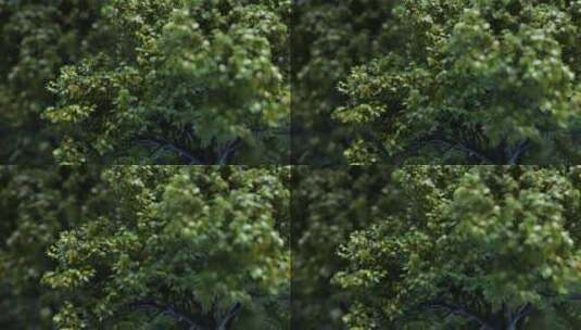 风吹树 树叶动 动态树高清在线视频素材下载