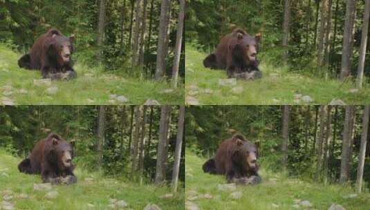 大棕熊在林间的空地上休息高清在线视频素材下载