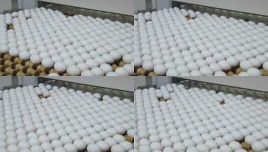 鸡蛋沿着传送带移动的特写镜头高清在线视频素材下载