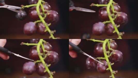 微距葡萄杆葡萄串高清在线视频素材下载