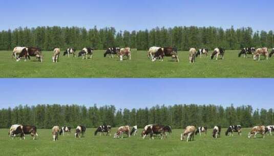 奶牛在牧场安详的吃草高清在线视频素材下载