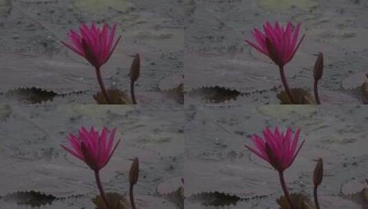 雨中摇摆的水莲花高清在线视频素材下载