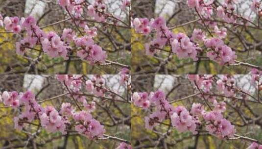 微距特写鲜花桃花粉色花朵高清在线视频素材下载