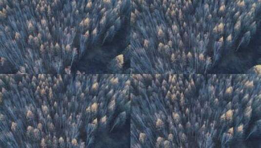 航拍晚秋的林海密林高清在线视频素材下载