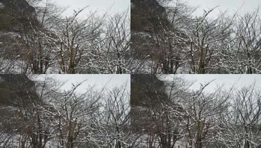 实拍冬天雪景雾凇高清在线视频素材下载