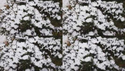 树枝冬天雪景白雪高清在线视频素材下载