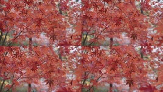 秋天枫叶黄叶红叶阳光高清在线视频素材下载