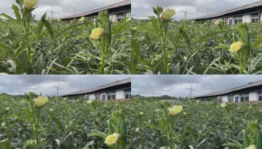 种植秋葵4K实拍视频高清在线视频素材下载