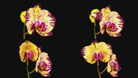 盛开的黄紫兰花高清在线视频素材下载
