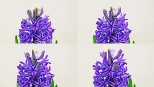 紫花盛开高清在线视频素材下载