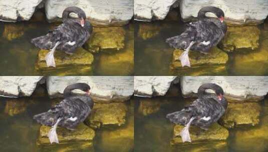 黑天鹅在岸边岩石上梳理羽毛休闲高清在线视频素材下载