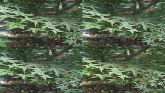 秋天里的槭树树叶树木4K实拍视频 (19)高清在线视频素材下载