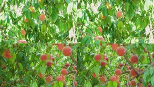 桃树上结满了桃子高清在线视频素材下载