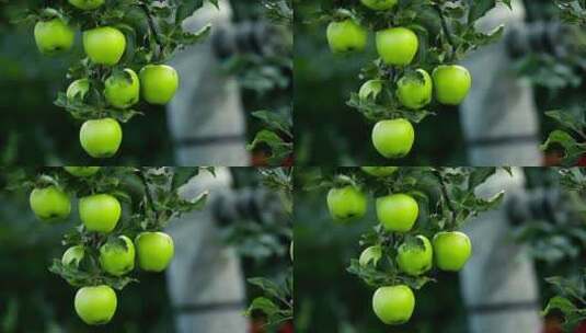 挂在树上的青苹果高清在线视频素材下载