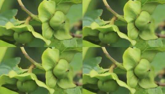绿色的小柿子果实高清在线视频素材下载