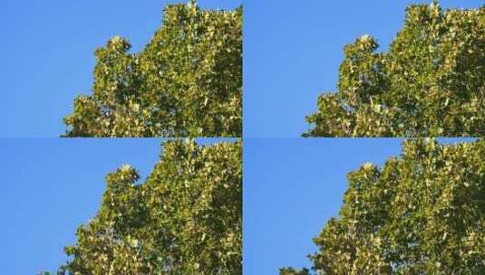 蓝天风吹树叶绿树阳光柔美空镜02高清在线视频素材下载