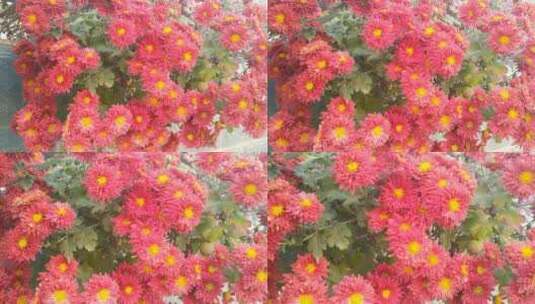 花朵红菊菊花高清在线视频素材下载