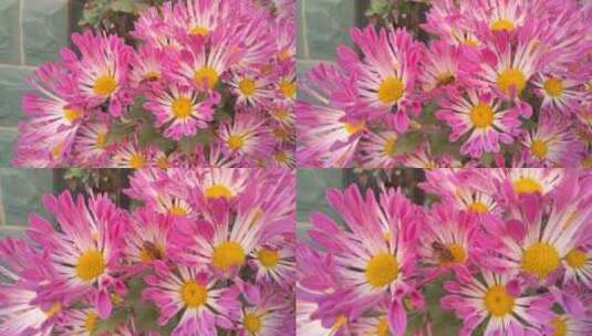花朵粉红色的漂亮菊花高清在线视频素材下载