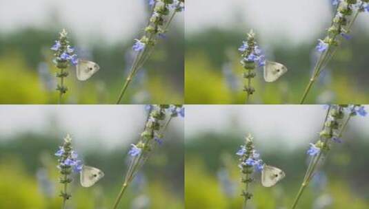 花朵上的白蝴蝶高清在线视频素材下载