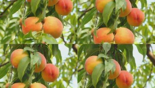 挂在树枝上的桃子高清在线视频素材下载
