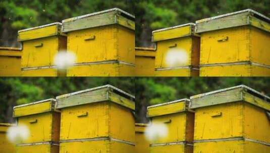 新疆山区养蜂人蜜蜂的蜂箱与蜂蜜高清在线视频素材下载