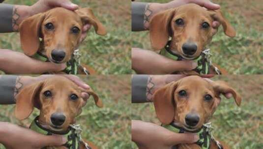 可爱的腊肠犬高清在线视频素材下载