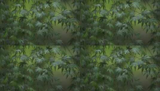 绿色植物 叶子 唯美意境 江南水墨高清在线视频素材下载