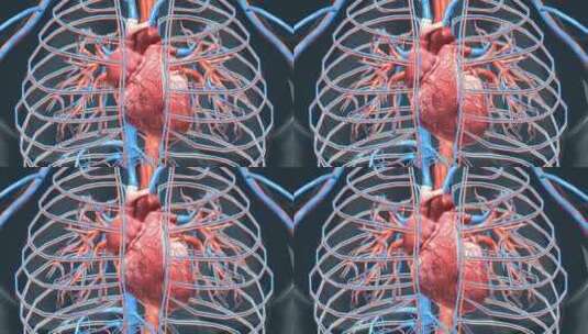 医学人体器官心脏三维动画高清在线视频素材下载
