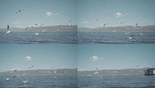 大理洱海的飞翔海鸥高清在线视频素材下载
