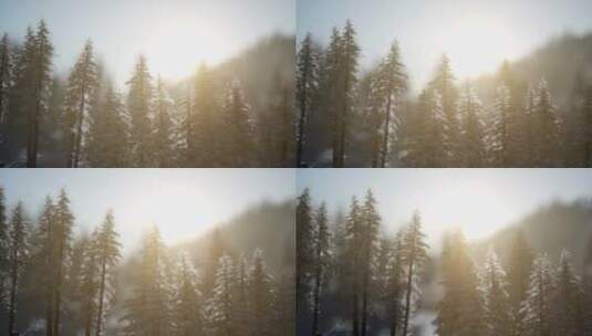 4K日出和冬季雪后的树林交相辉映高清在线视频素材下载