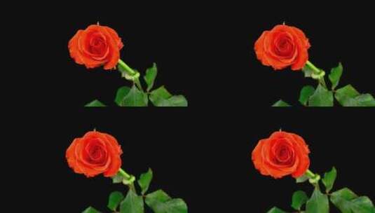 玫瑰开花过程高清在线视频素材下载