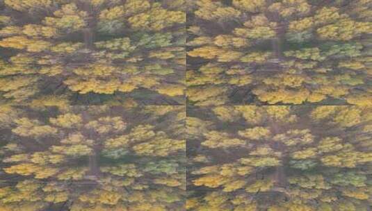 西安秋季金黄森林航拍俯拍竖屏高清在线视频素材下载