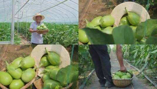 茄子种植高清在线视频素材下载