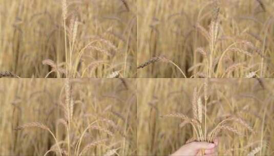 农民查看小麦的长势高清在线视频素材下载