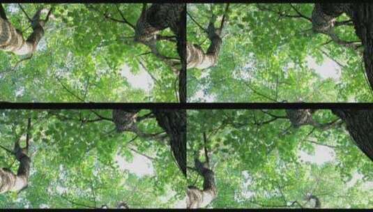 茂盛的樟树高清在线视频素材下载