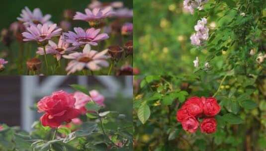 4k花园春天花海玫瑰月季清新自然特写空镜高清在线视频素材下载