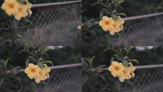 铁丝网上的黄色花朵高清在线视频素材下载