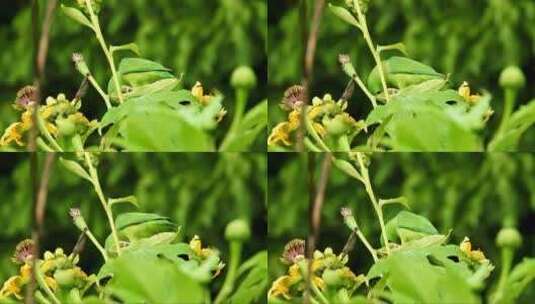 树枝上的绿色小鸟 (2)高清在线视频素材下载