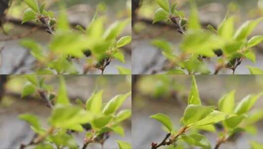 春天发嫩叶的树枝高清在线视频素材下载