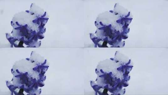 雪中的紫色风信子花高清在线视频素材下载
