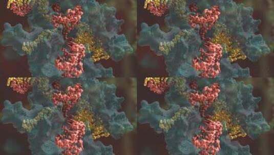 生物科学 基因编辑 DNA 基因工程 医学动画高清在线视频素材下载