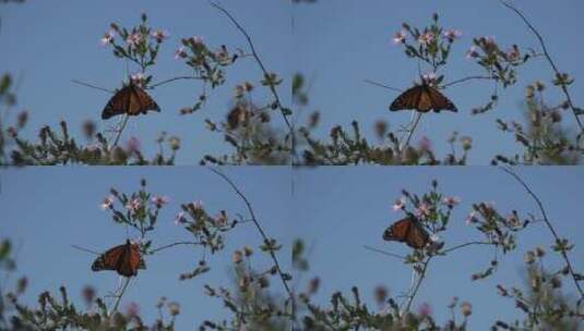枝头的蝴蝶高清在线视频素材下载