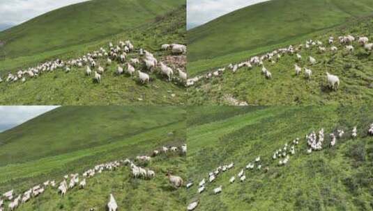青海高原羊群奔跑高清在线视频素材下载
