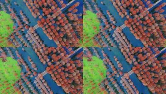 秋季航拍上海青浦青西郊野公园水上森林彩林高清在线视频素材下载