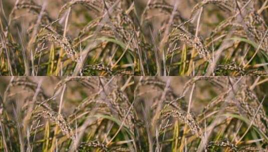 4K升格实拍秋天稻田里成熟饱满的稻穗特写高清在线视频素材下载