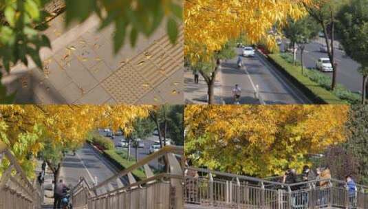 【合集】城市秋天人文纪实高清在线视频素材下载